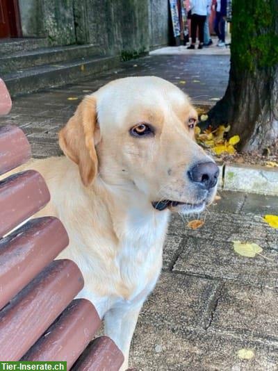 Bild 3: Labrador-Mix, aktiver & kinderlieber Rüde sucht Zuhause/Pflegestelle