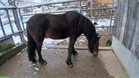 Fellpony Wallach, 2.5-jährig, sehr menschenbezogen