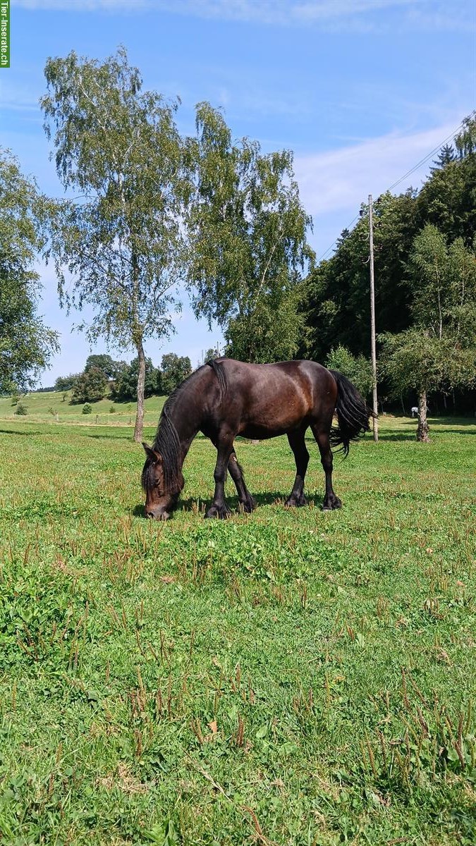 Bild 2: Fellpony Wallach, 2.5-jährig, sehr menschenbezogen
