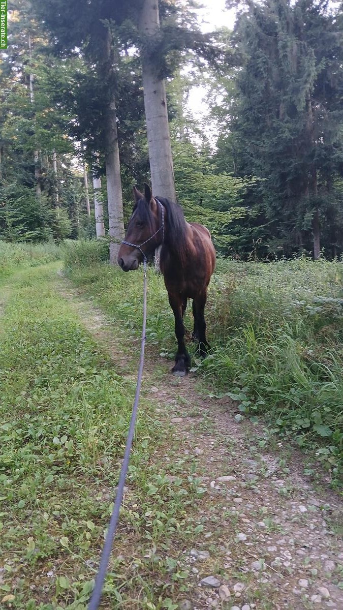 Bild 3: Fellpony Wallach, 2.5-jährig, sehr menschenbezogen