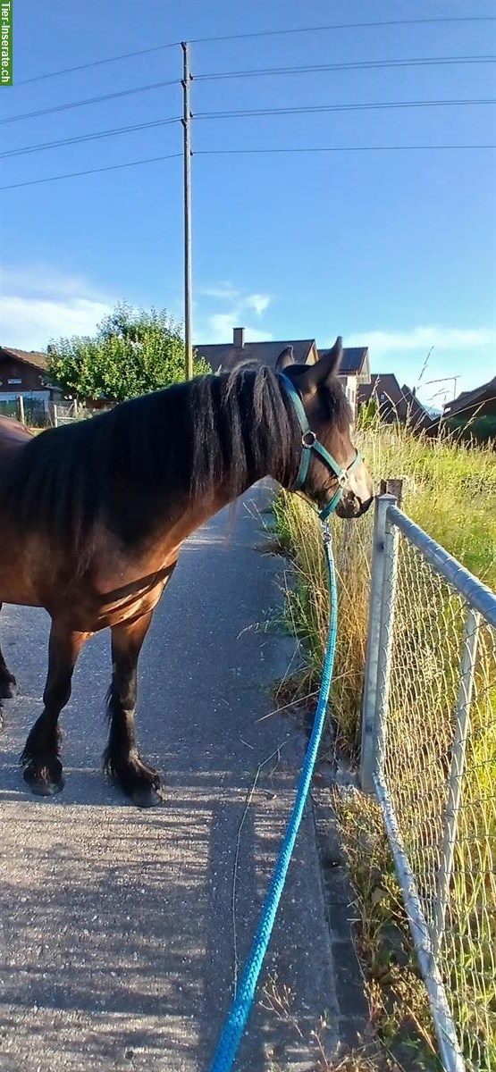 Bild 4: Fellpony Wallach, 2.5-jährig, sehr menschenbezogen