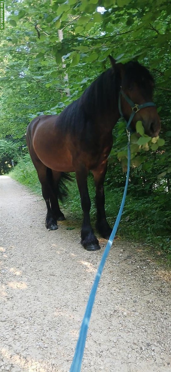 Bild 5: Fellpony Wallach, 2.5-jährig, sehr menschenbezogen