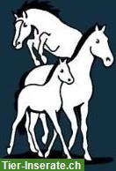 Frühlingsgymkhana am 31. Mai im RZA Grünau in Birmensdorf ZH