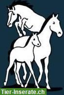 Frühlingsgymkhana am 31. Mai im RZA Grünau in Birmensdorf ZH