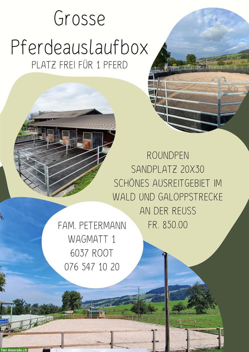 Grosse Pferde Auslaufbox frei, Root LU