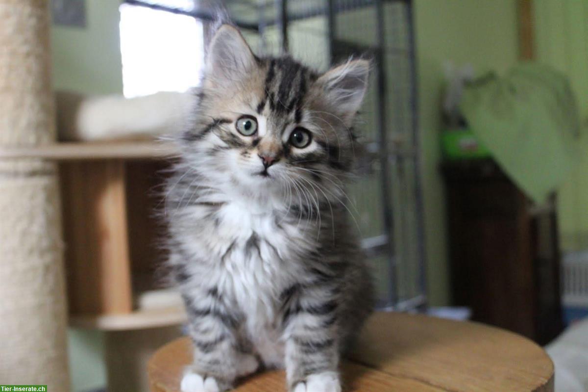 Sibirisches Kitten, weiblich