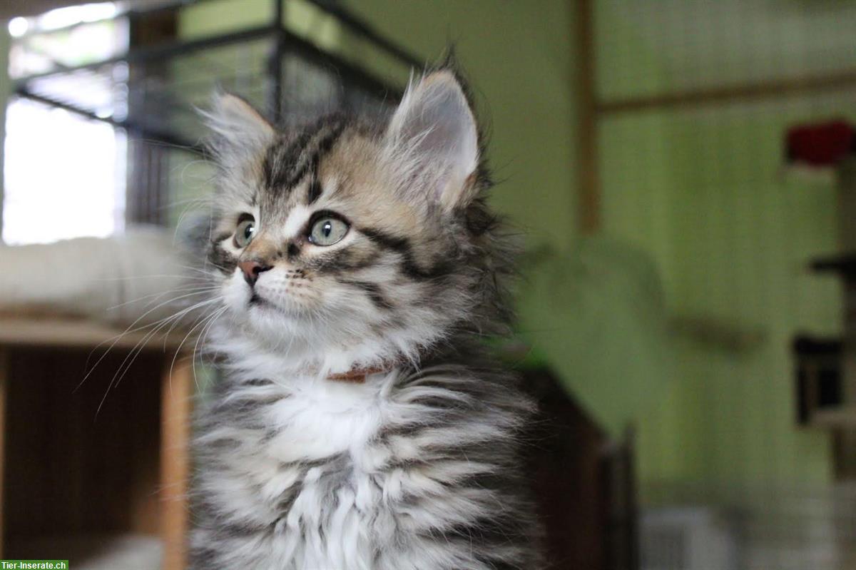 Bild 2: Sibirisches Kitten, weiblich