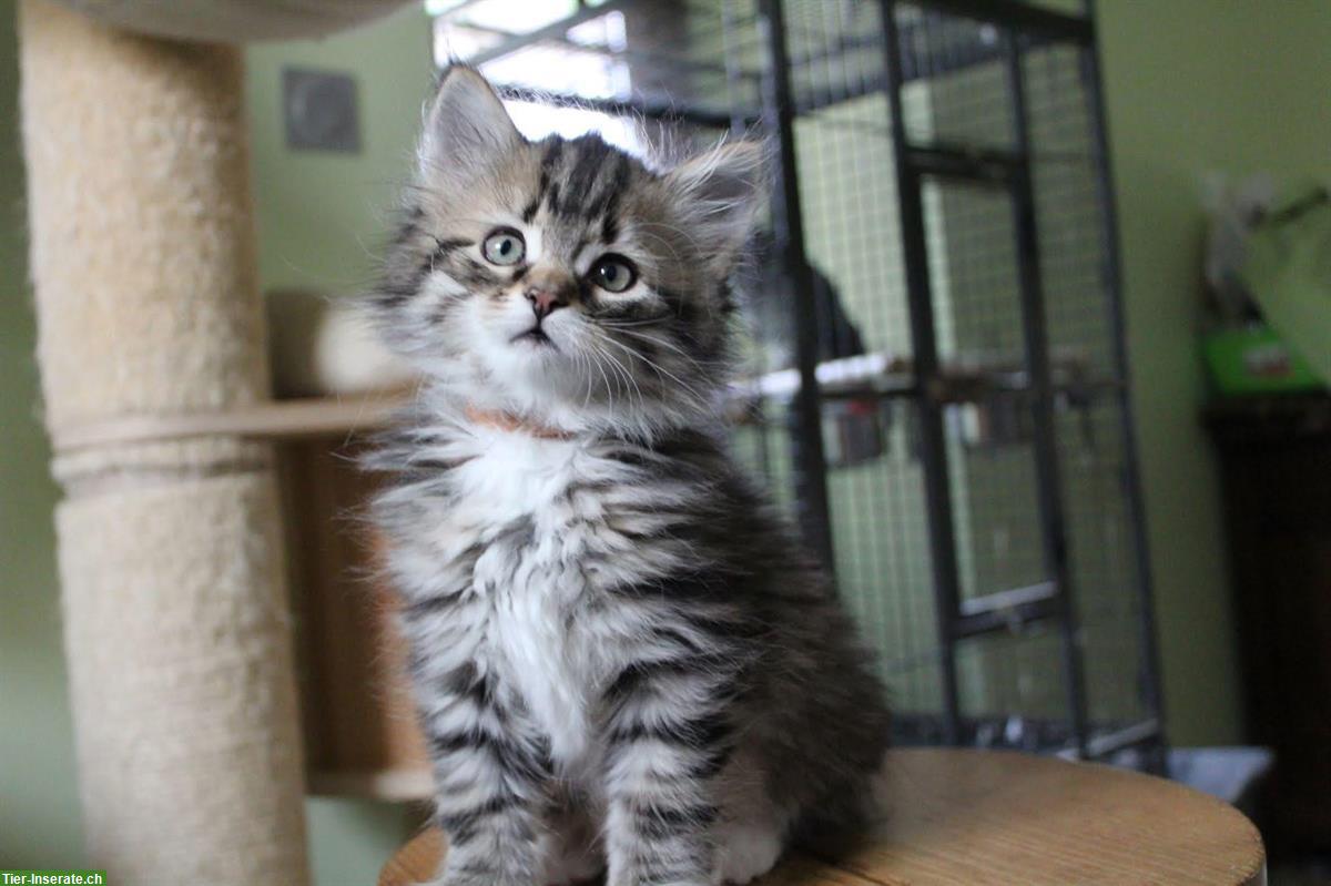 Bild 3: Sibirisches Kitten, weiblich