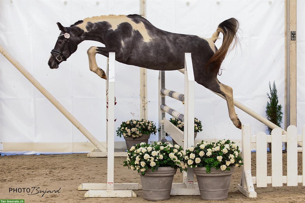 Anglo Araber, zuverlässige Allrounder-Stute