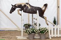 Anglo Araber, zuverlässige Allrounder-Stute