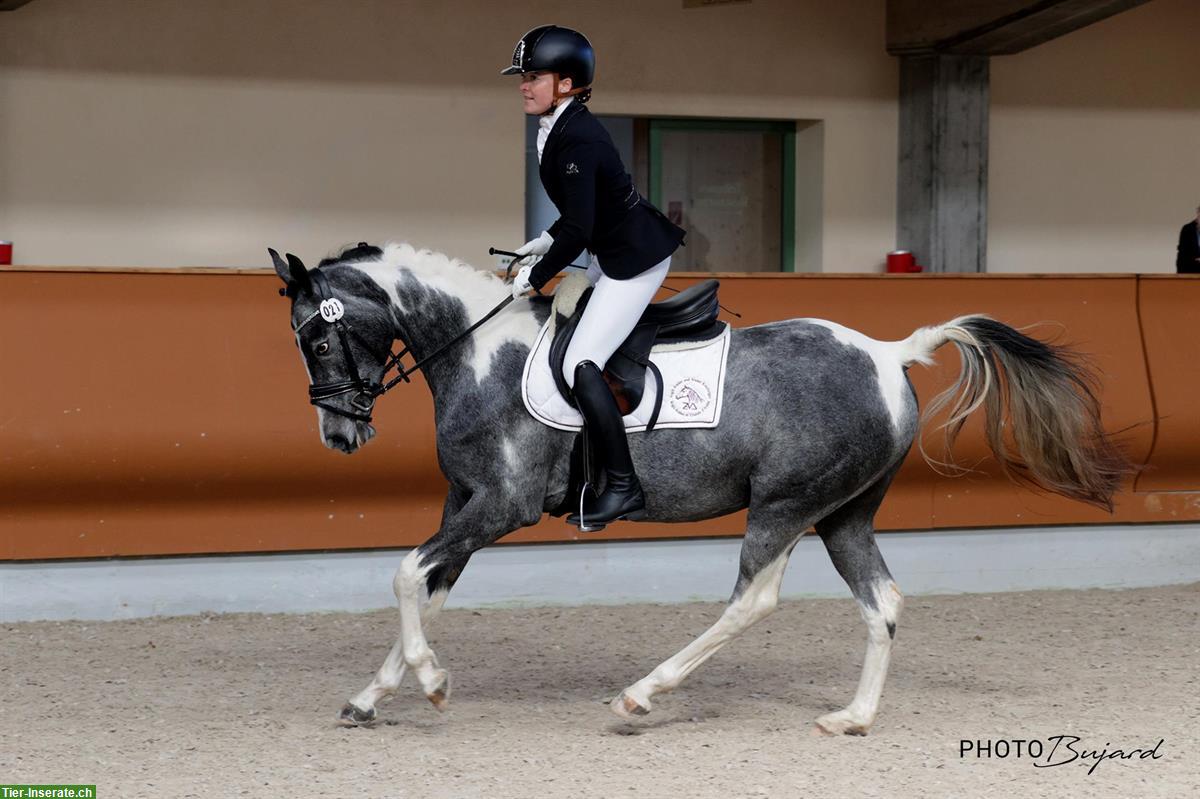 Bild 2: Anglo Araber, zuverlässige Allrounder-Stute