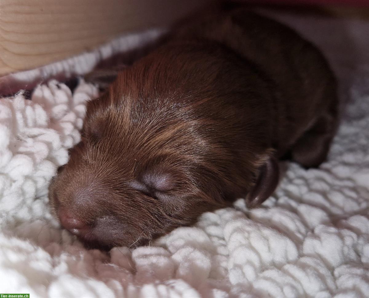 Mini Australian Shepherd Welpen - red bi, red oder black bi