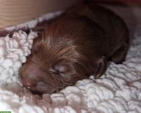 Mini Australian Shepherd Welpen - red bi, red oder black bi