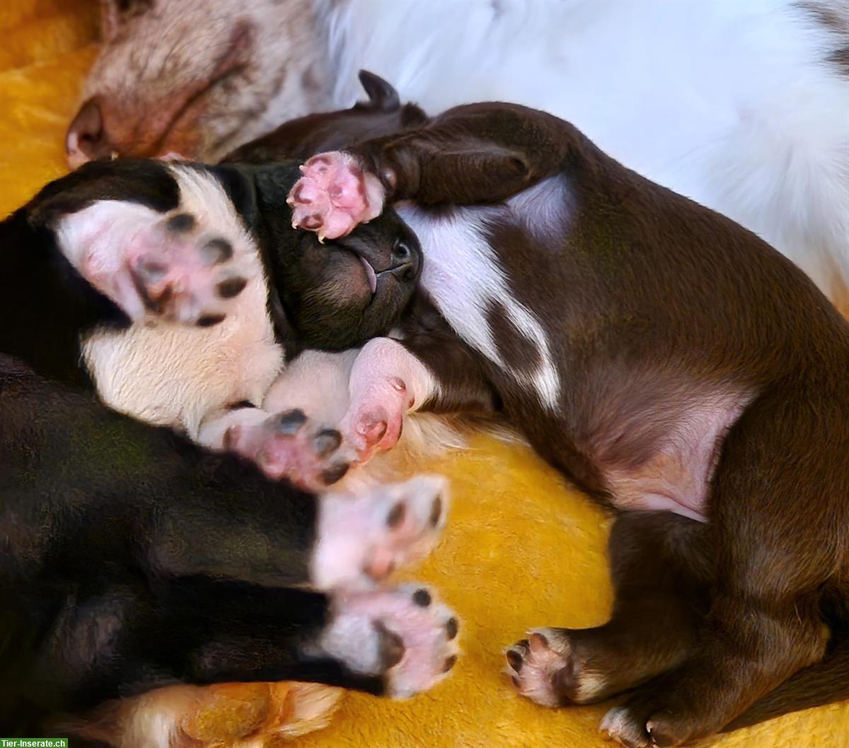 Bild 2: Mini Australian Shepherd Welpen - red bi, red oder black bi