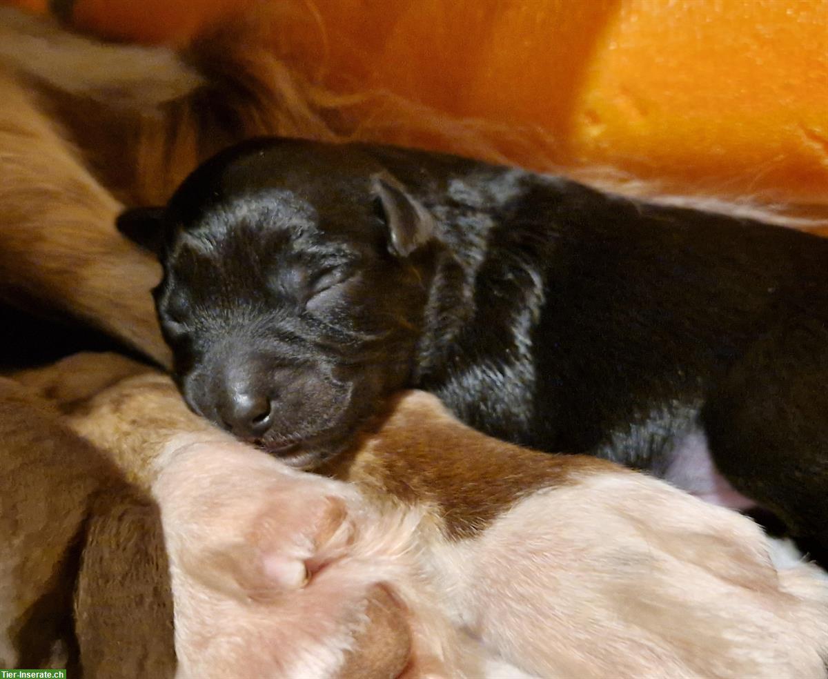 Bild 3: Mini Australian Shepherd Welpen - red bi, red oder black bi