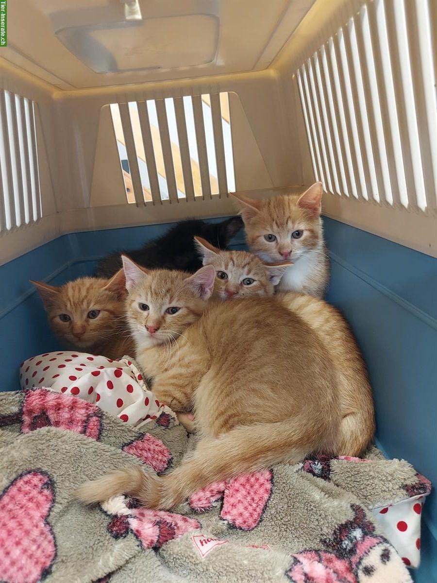 Kitten abzugeben - rote, rot-weiss, schildpatt