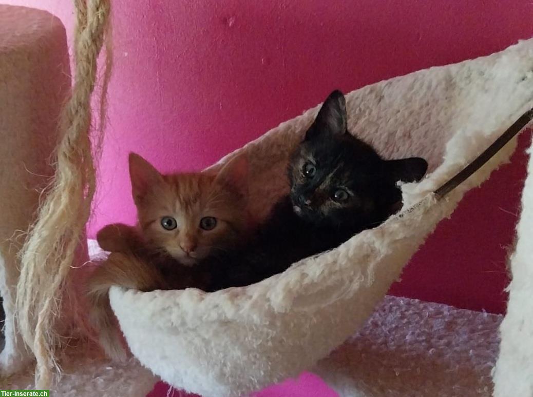 Bild 2: Kitten abzugeben - rote, rot-weiss, schildpatt