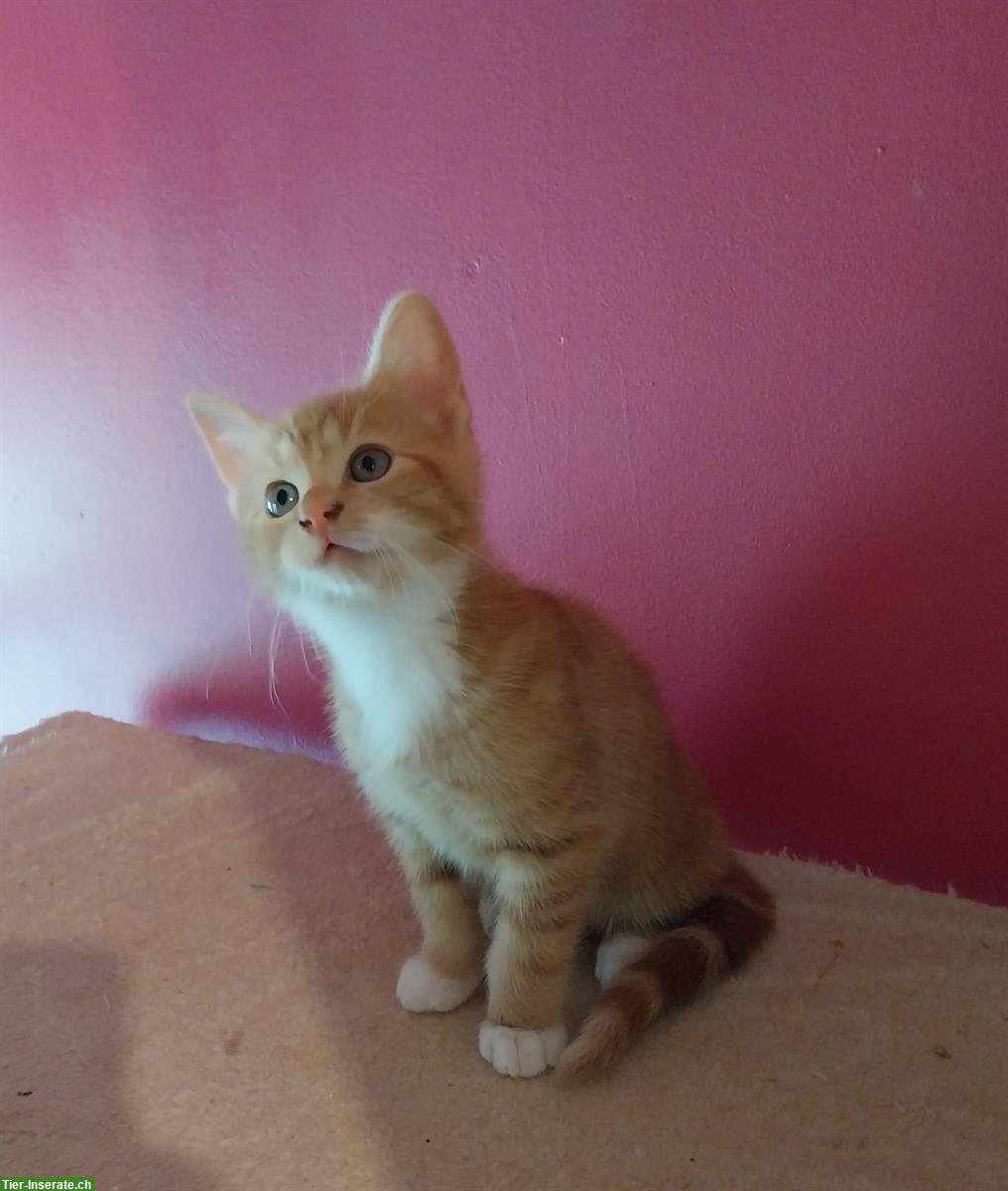 Bild 3: Kitten abzugeben - rote, rot-weiss, schildpatt