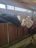 Reitbeteiligung in Hitzkirch LU für sportlichen Wallach