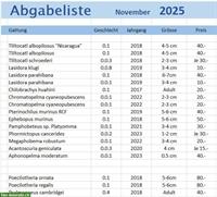 Diverse Vogelspinnen zu verkaufen