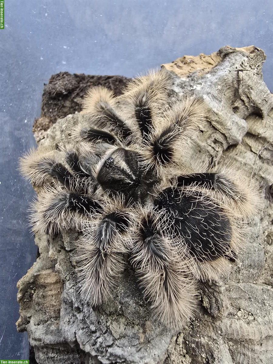 Bild 2: Diverse Vogelspinnen zu verkaufen, gemäss Liste