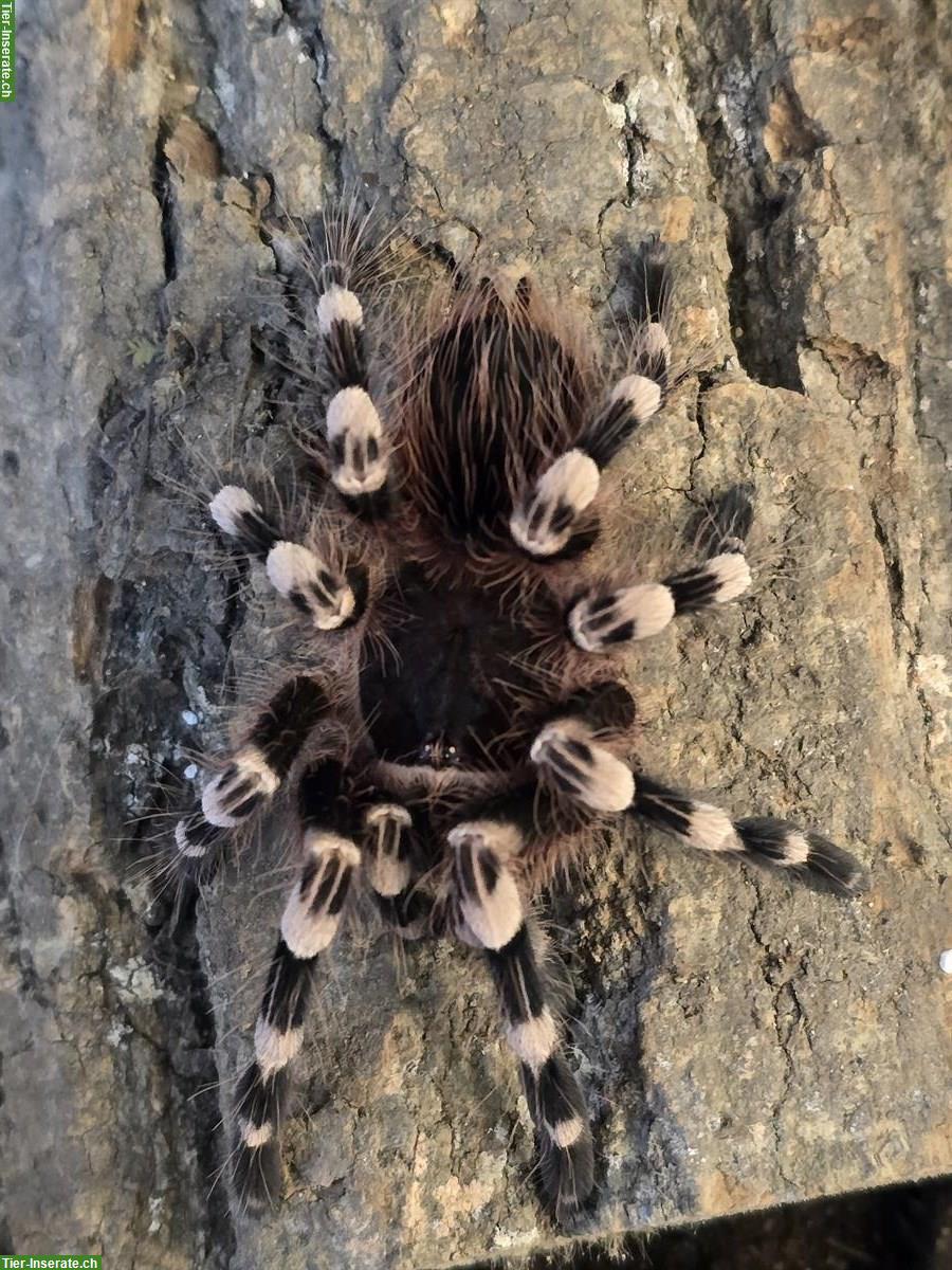 Bild 3: Diverse Vogelspinnen zu verkaufen, gemäss Liste