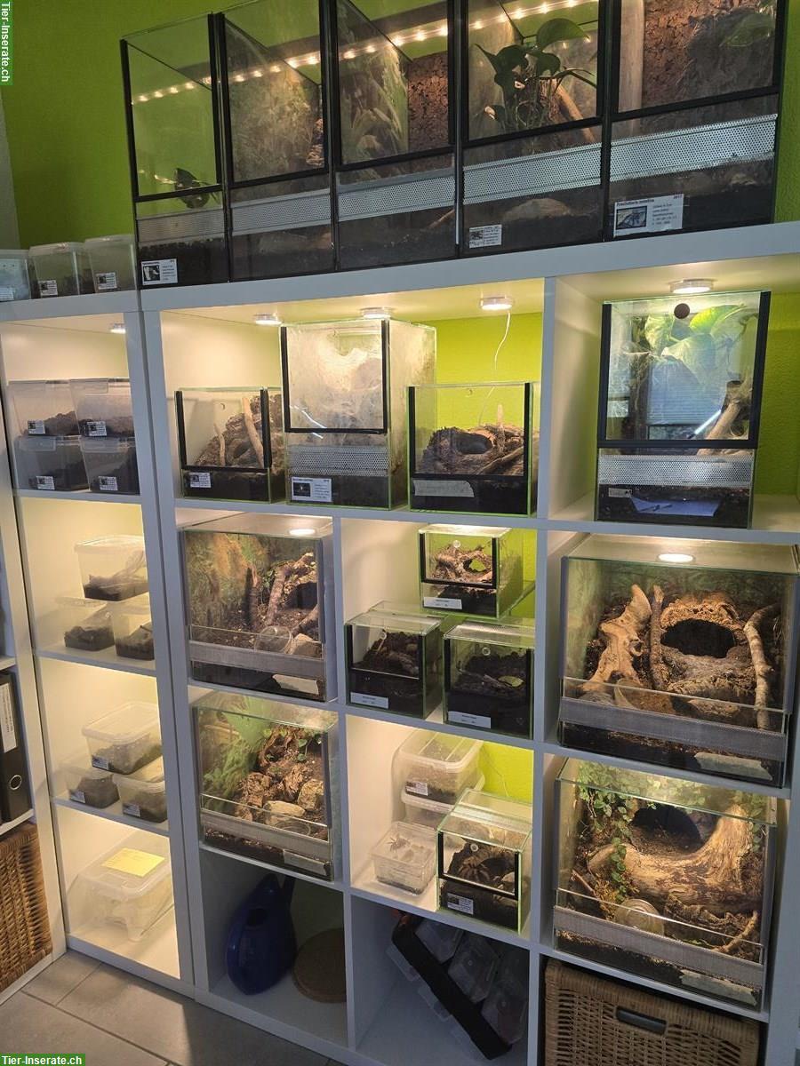 Bild 4: Diverse Vogelspinnen zu verkaufen, gemäss Liste