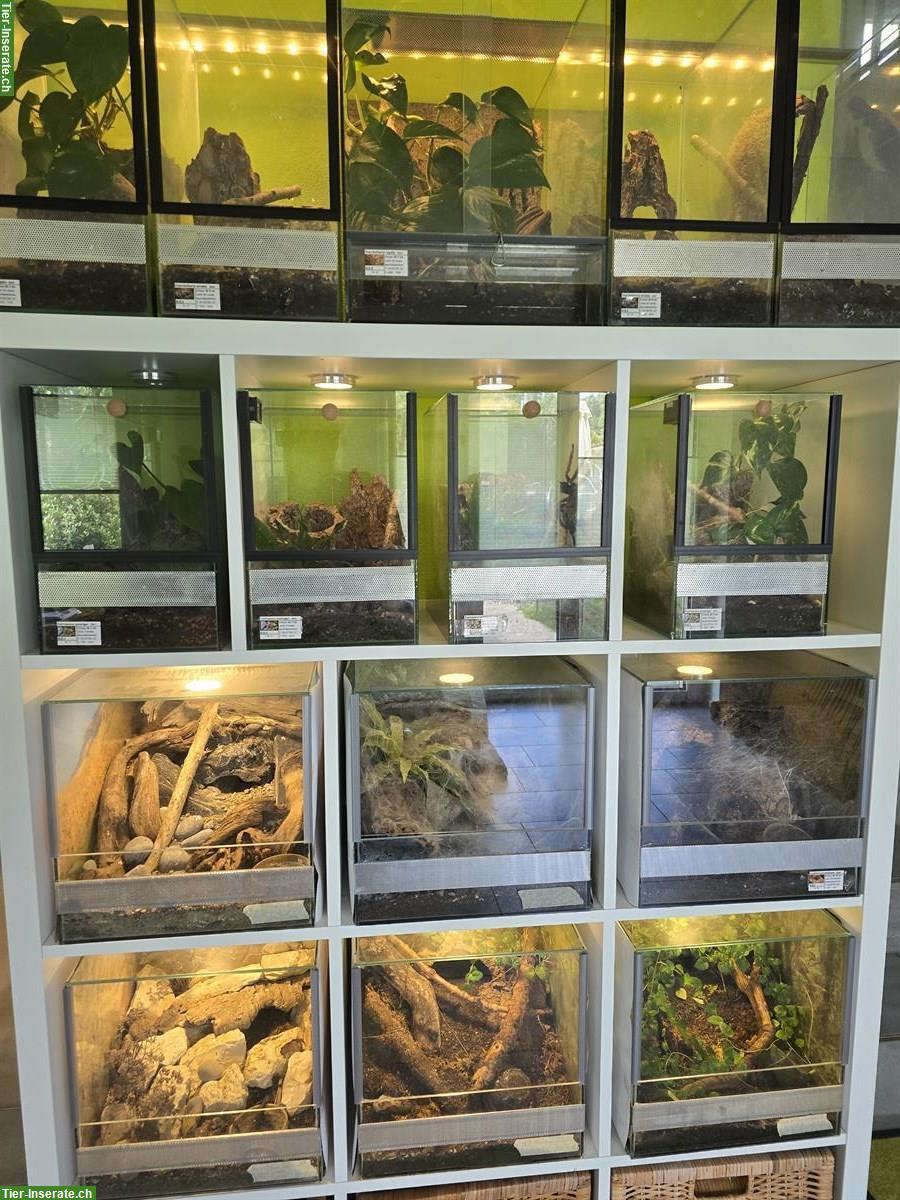 Bild 5: Diverse Vogelspinnen zu verkaufen, gemäss Liste