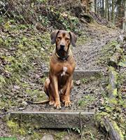 Rhodesian Ridgeback Rüde abzugeben