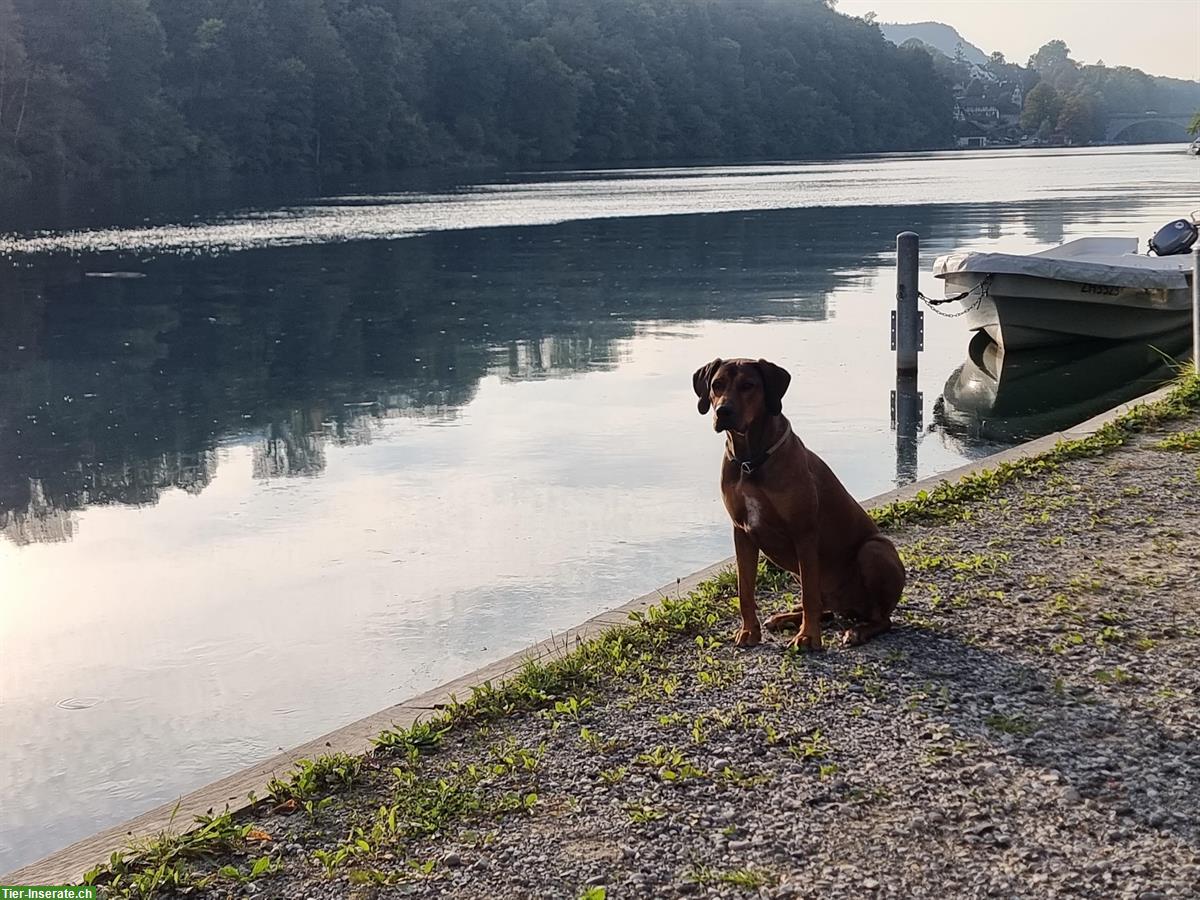Bild 2: Rhodesian Ridgeback Rüde abzugeben