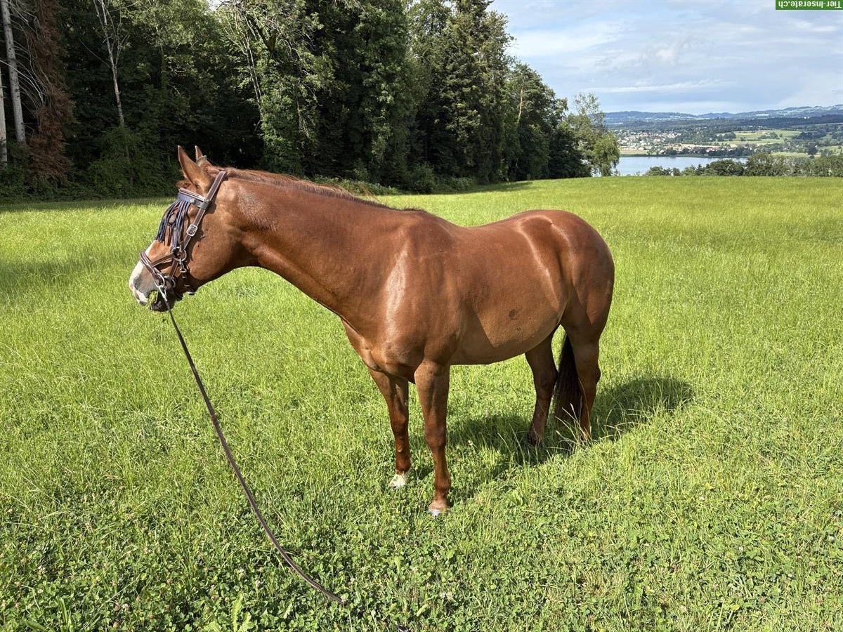 Quarter-Appaloosa Wallach zu verkaufen, klug und freundlich