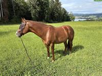 Quarter-Appaloosa Wallach zu verkaufen, klug und freundlich