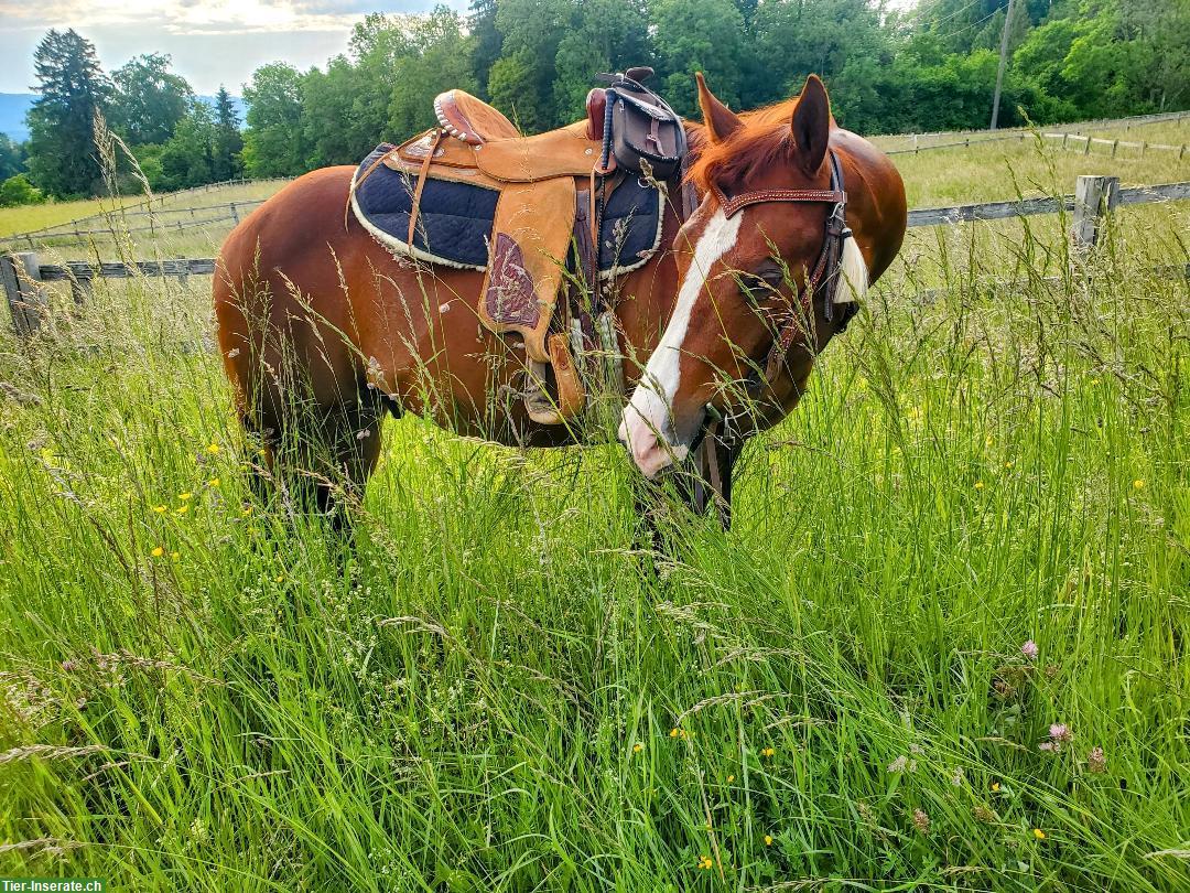 Bild 2: Quarter-Appaloosa Wallach zu verkaufen, klug und freundlich