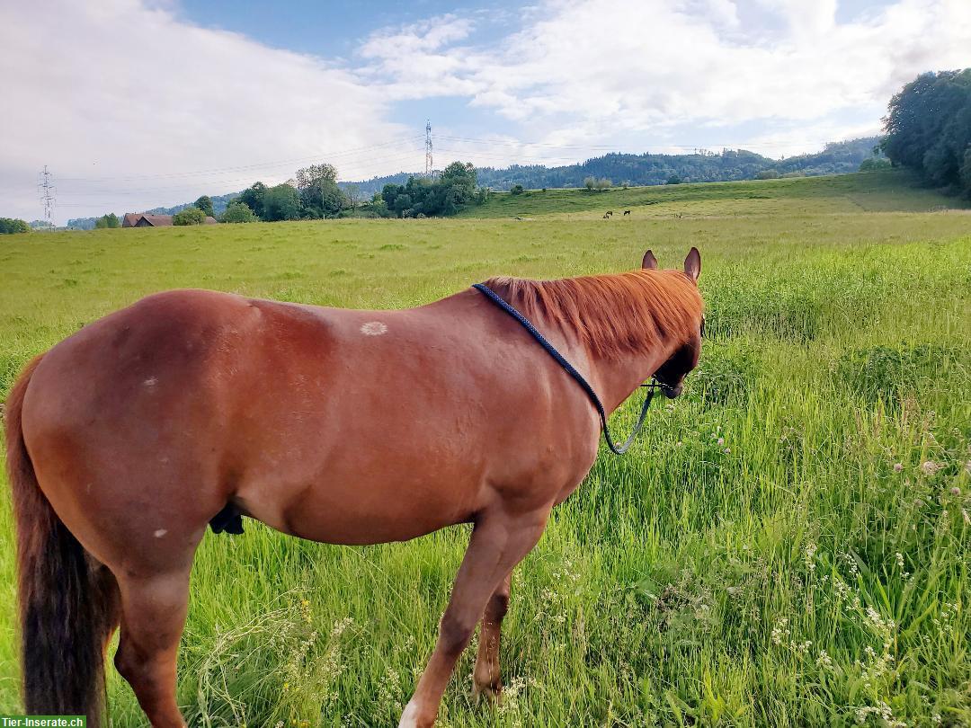 Bild 3: Quarter-Appaloosa Wallach zu verkaufen, klug und freundlich