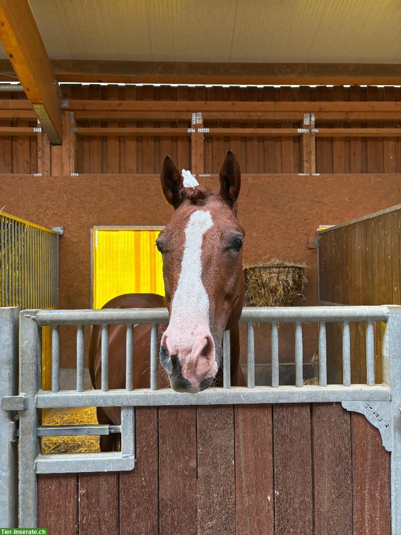 Bild 4: Quarter-Appaloosa Wallach zu verkaufen, klug und freundlich
