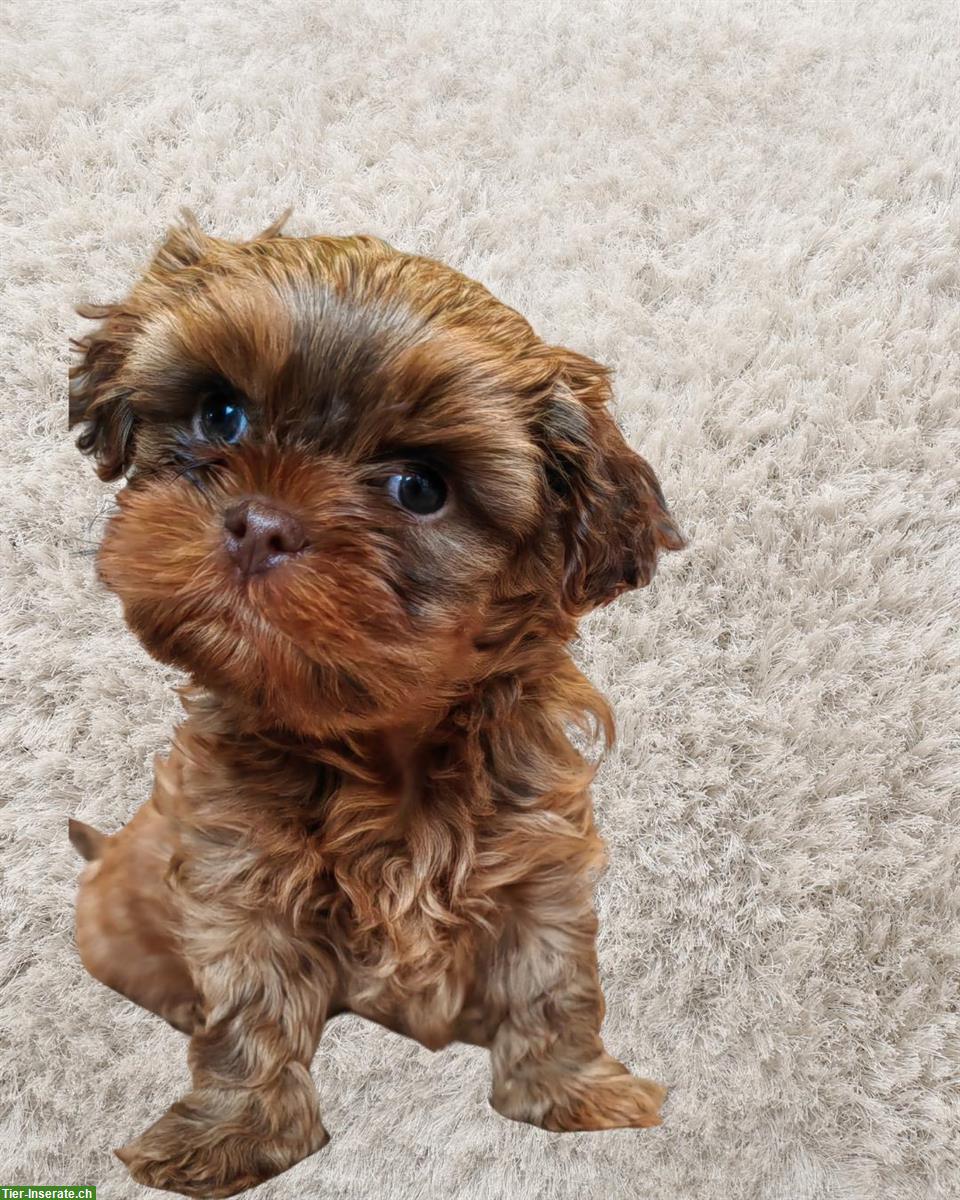 Bolonka Zwetna x Shih Tzu - Bolonka Mix Welpen