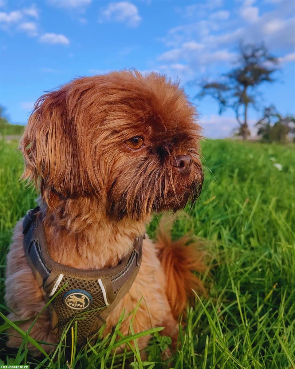 Bild 3: Bolonka Zwetna x Shih Tzu - Bolonka Mix Welpen