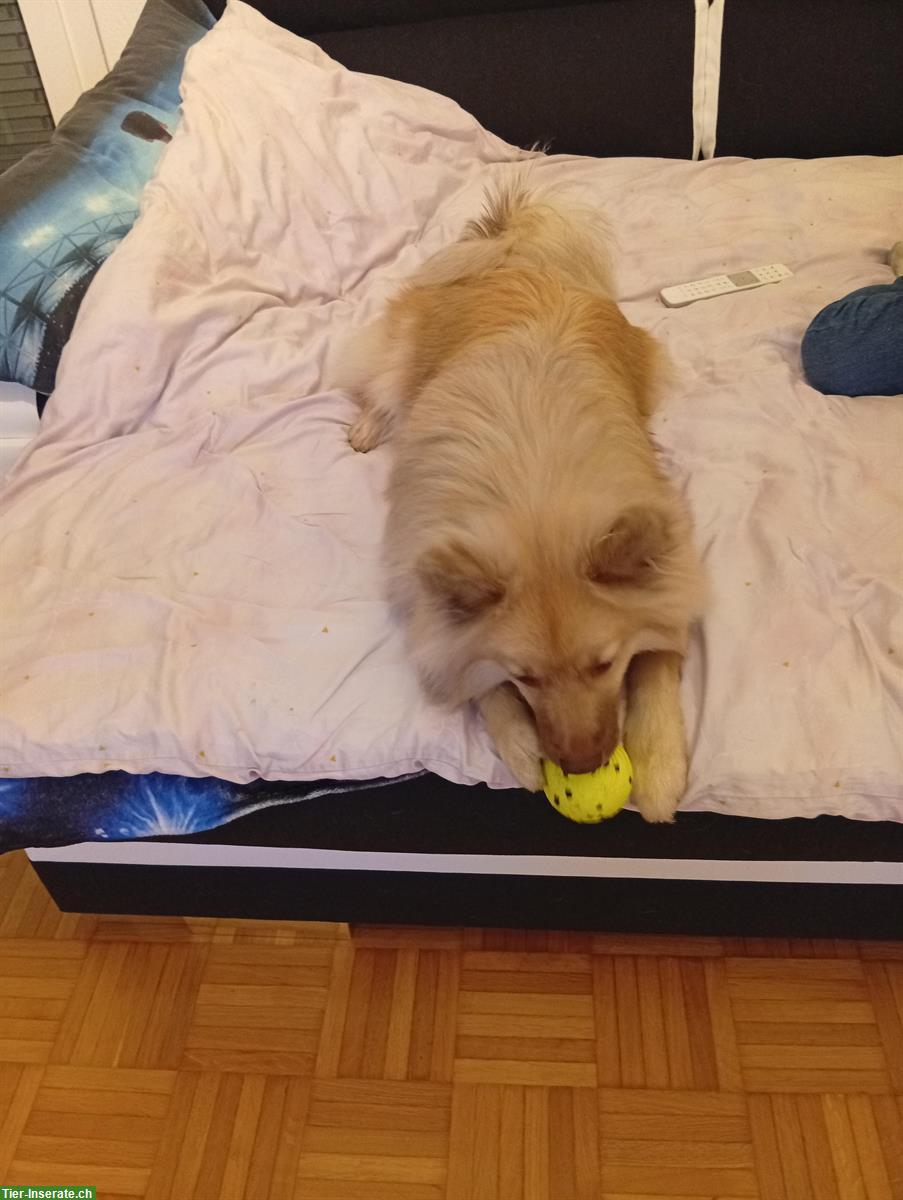 Mittelspitz Rüde, 8 Monate alt zu verkaufen