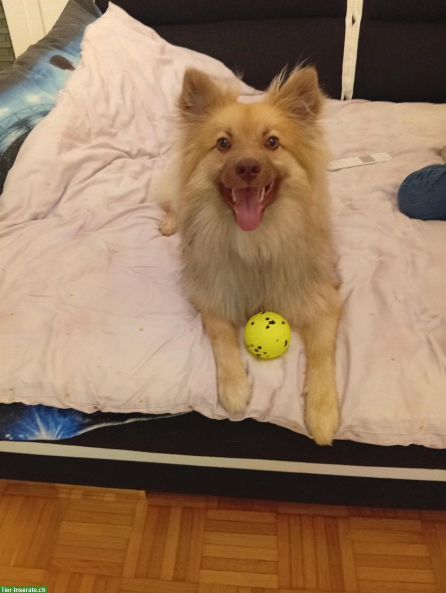 Bild 2: Mittelspitz Rüde, 8 Monate alt zu verkaufen