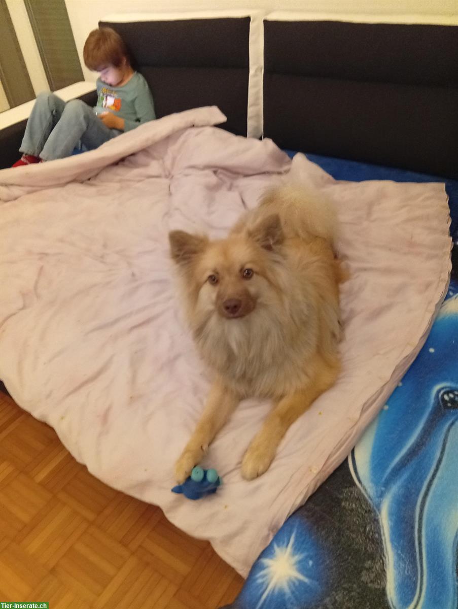 Bild 3: Mittelspitz Rüde, 8 Monate alt zu verkaufen