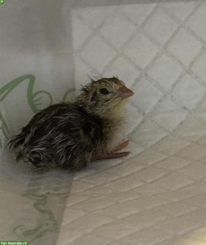 Legewachtel Küken zu verkaufen