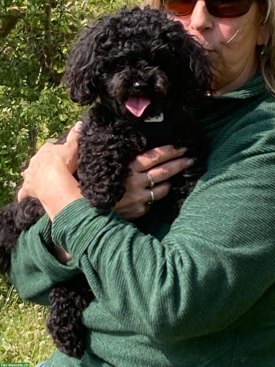 Bild 3: Zuverlässige Hundesitterin mit Herz & Verstand | Aarau bis Zofingen