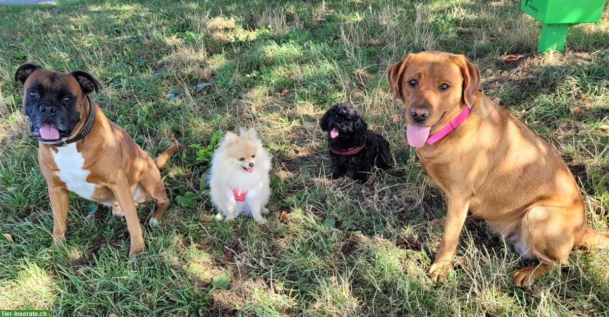 Bild 4: Zuverlässige Hundesitterin mit Herz & Verstand | Aarau bis Zofingen