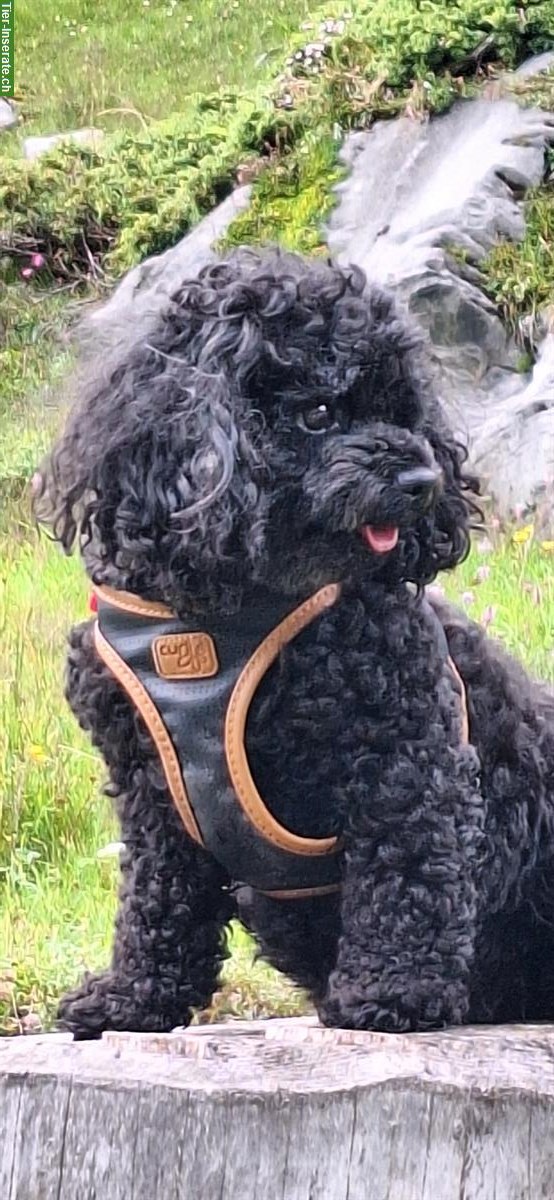 Bild 5: Zuverlässige Hundesitterin mit Herz & Verstand | Aarau bis Zofingen