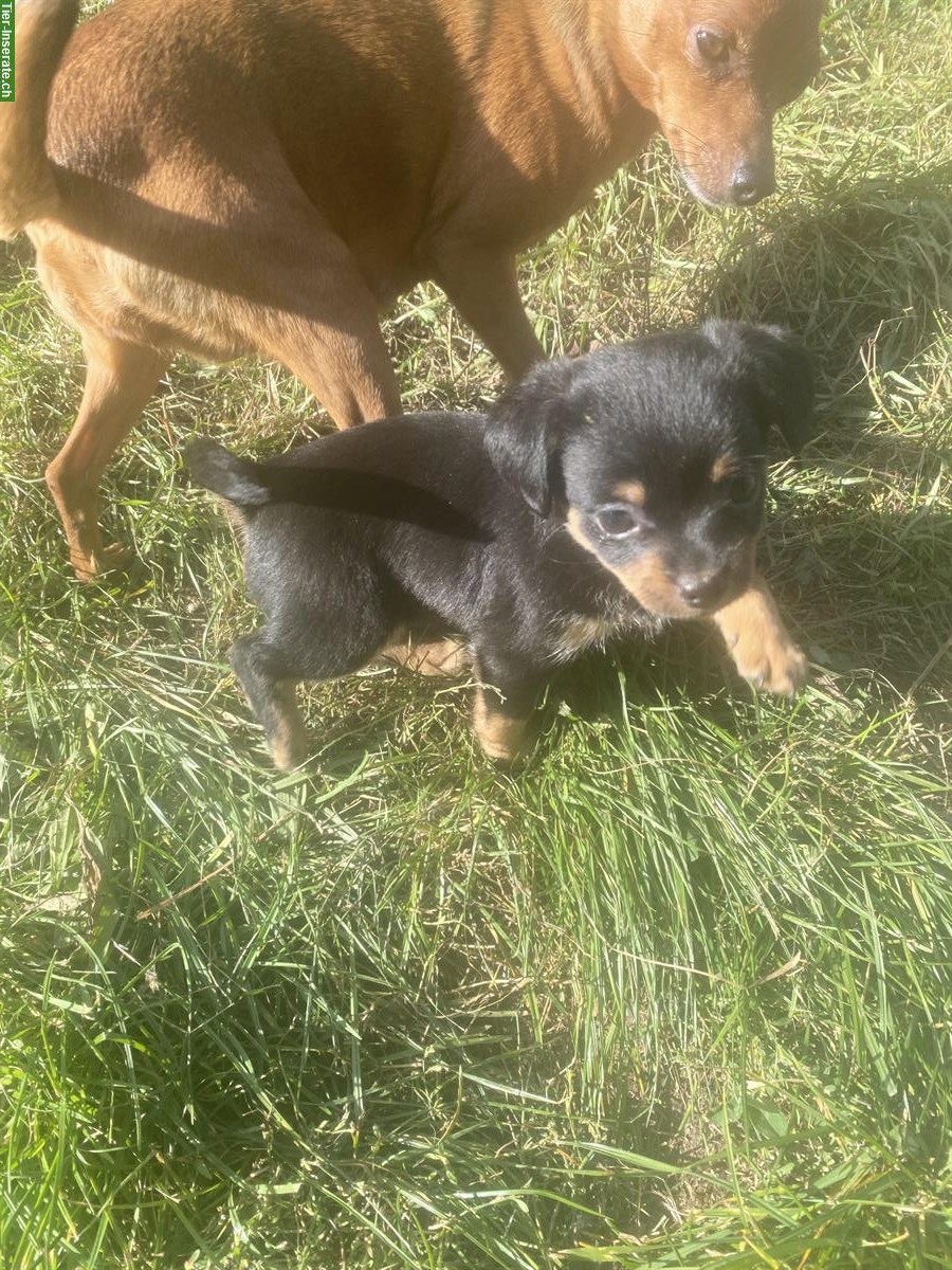 Mischlingswelpen - Rehpinscher x Papillon x Pekinese
