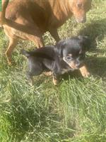 Mischlingswelpen - Rehpinscher x Papillon x Pekinese