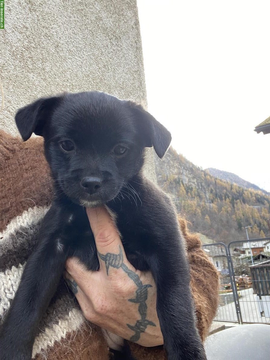 Bild 2: Mischlingswelpen - Rehpinscher x Papillon x Pekinese