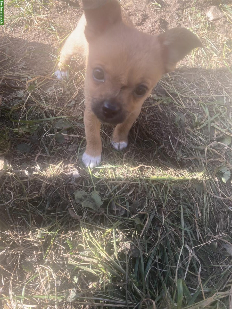 Bild 3: Mischlingswelpen - Rehpinscher x Papillon x Pekinese