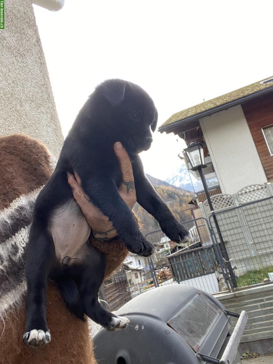 Bild 4: Mischlingswelpen - Rehpinscher x Papillon x Pekinese