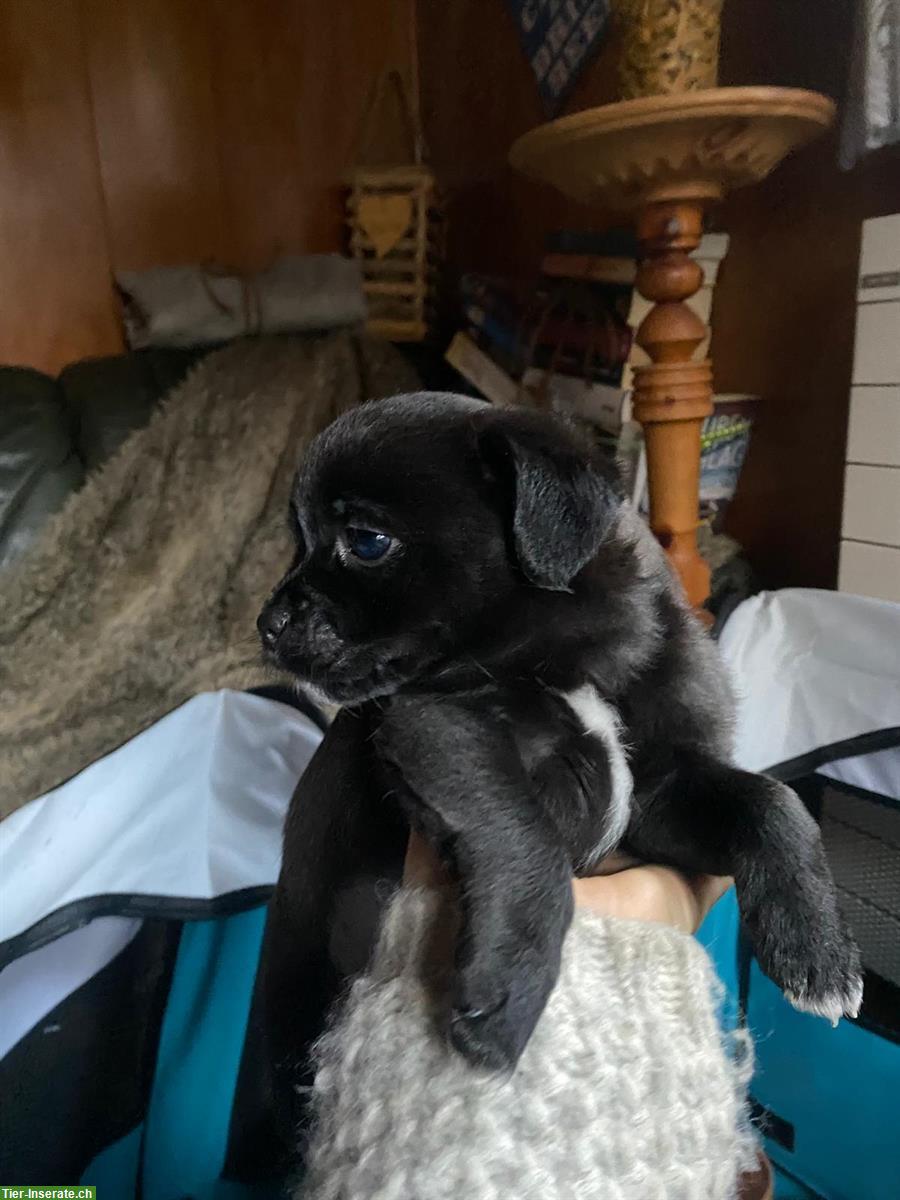 Bild 5: Mischlingswelpen - Rehpinscher x Papillon x Pekinese